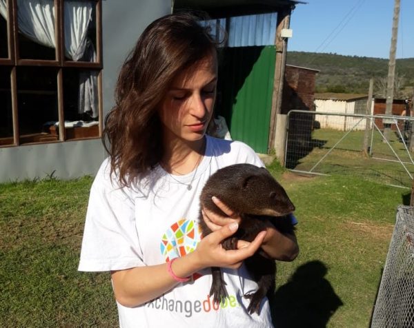 trabalho voluntário com animais na áfrica do Sul - African Horizon