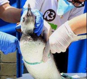 voluntariado animais marinhos - R3 animal