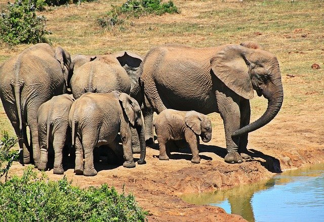elefantes no kruger park